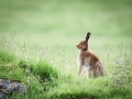 tn_Mountain Hare by Marie Rollitt