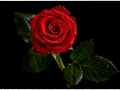 tn_Red Rose by Marie Rollitt