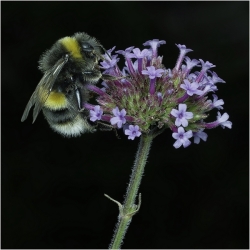A close‑up of a bumblebee perched on a cluster of small purple flowers, its fuzzy striped body and translucent wings sharply lit against a dark background.