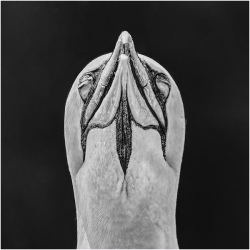 Black‑and‑white close‑up of a gannet’s head viewed from below against a dark background.
