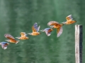 Action shot capturing a kingfisher in multiple stages of flight against a soft green background.