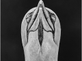Black‑and‑white close‑up of a gannet’s head viewed from below against a dark background.