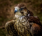 Portrait style merlin_et