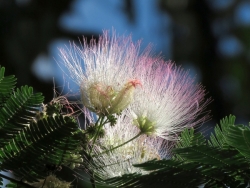 Mimosa-in-Sunlight-MH_et