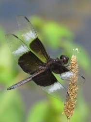 Widow-Skimmer_et