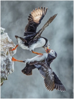 1-Puffins-Fighting-Neil-Frith_et