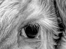 2024-close-up-Mono-1-NF_et