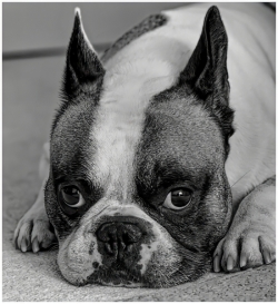 2025-Family-Pets-PDI-3-Neil-Frith_et