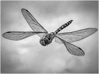 A dragonfly captured mid‑flight, its wings sharply detailed and symmetrical in a high‑contrast black‑and‑white close‑up.