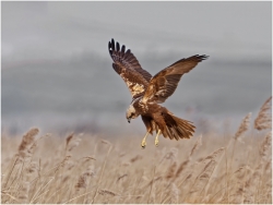 HIghly-Commended-Hunting-Neil-Frith_et