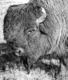Bison finish_et