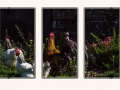 tn_chickens (1 of 1)