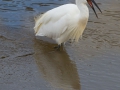 tn_little egret