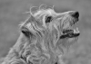 bengie 047_et
