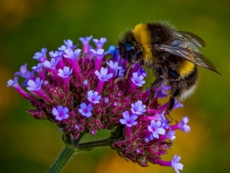 Bee Feeding_et