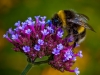 Bee Feeding_et