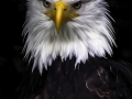 IF