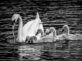 Swan family_et