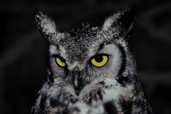 Night-Owl_et