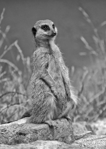 tn_Meerkat