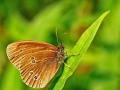 Butterfly_et