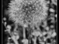 Dandelion_et