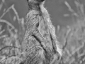 Meerkat