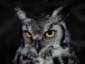 Night-Owl_et