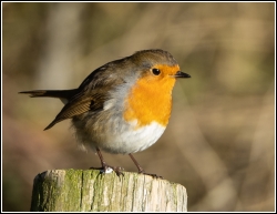 TU-Robin