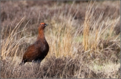 red-grouse-on-Bamford-Edge_et